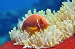 Pink Anemonefish. Nikon D90 in Aquatica housing, 60mm, f8... by Mark Hoevenaars 